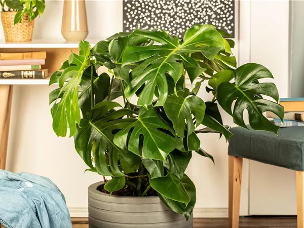 Die 5 besten Pflanzen fürs Homeoffice