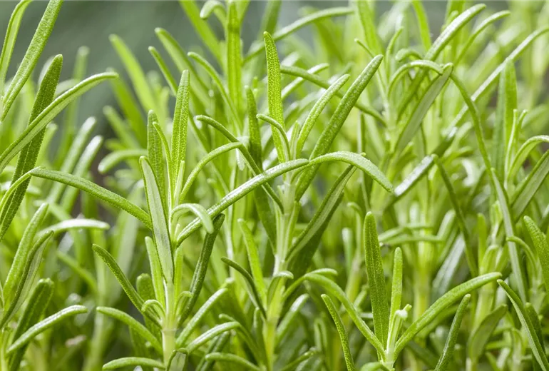 Rosmarinus officinalis