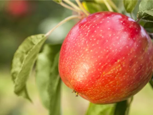 Apfelbäume im Garten – Eine reiche und leckere Ernte Apfelbäume im Garten – Eine reiche und leckere Ernte