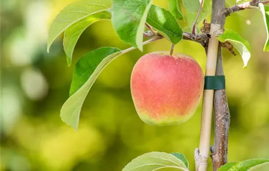 Malus domestica 'Schafnase'