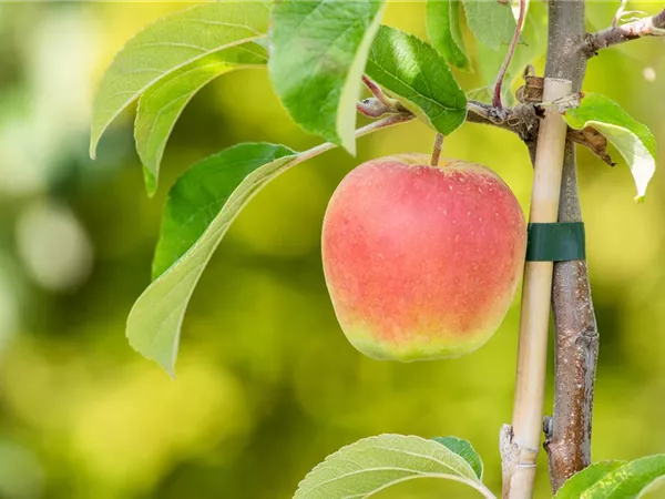 Malus domestica 'Schafnase' Malus domestica 'Schafnase'