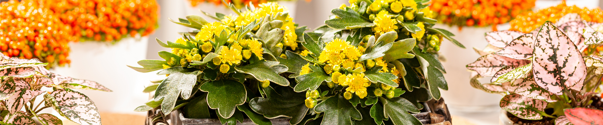 GS658380.jpg GS658380.jpg