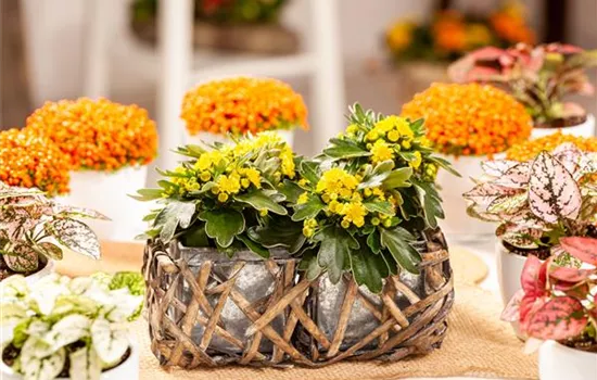 Balkonpflanzen im Herbst – Bunte Farben durch hübsche Blüten und Blätter Balkonpflanzen im Herbst – Bunte Farben durch hübsche Blüten und Blätter