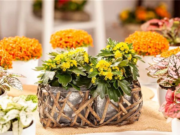 Balkonpflanzen im Herbst – Bunte Farben durch hübsche Blüten und Blätter Balkonpflanzen im Herbst – Bunte Farben durch hübsche Blüten und Blätter