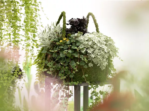 Blattschmuckpflanzen sorgen für Ruhe und Harmonie im Garten