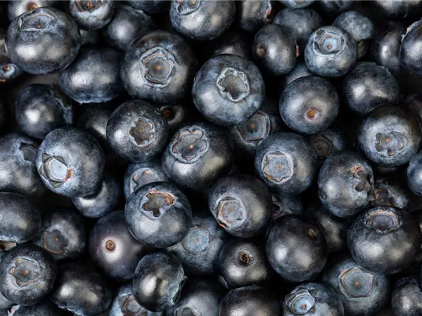 Blaubeere oder Schwarzbeere – die Heidelbeere hat viele Namen und viel Geschmack