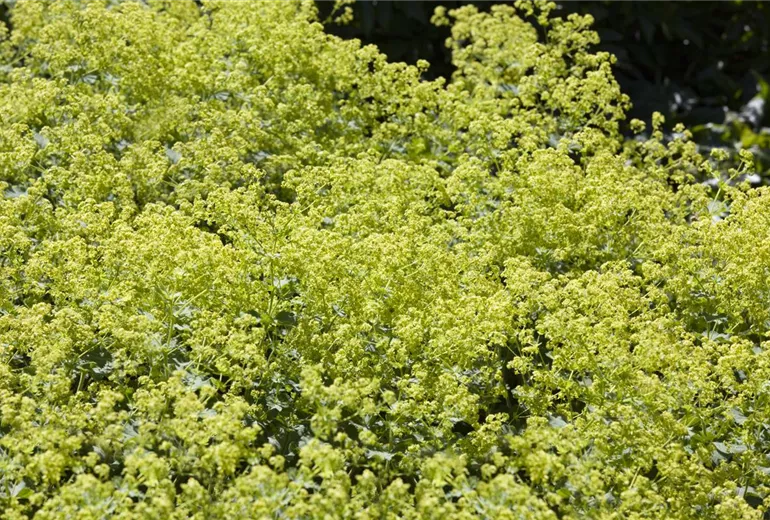 Alchemilla xanthochlora