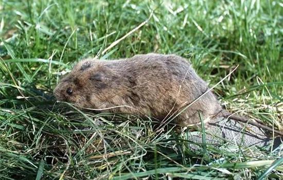 Das jeweils richtige Mittel zur Schädlingsbekämpfung finden Das jeweils richtige Mittel zur Schädlingsbekämpfung finden