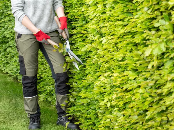 Dekorativ und praktisch zugleich: Die Hecke als Sichtschutz 
