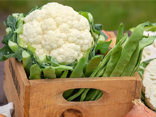 Der Anbau der beliebtesten Gemüsearten 