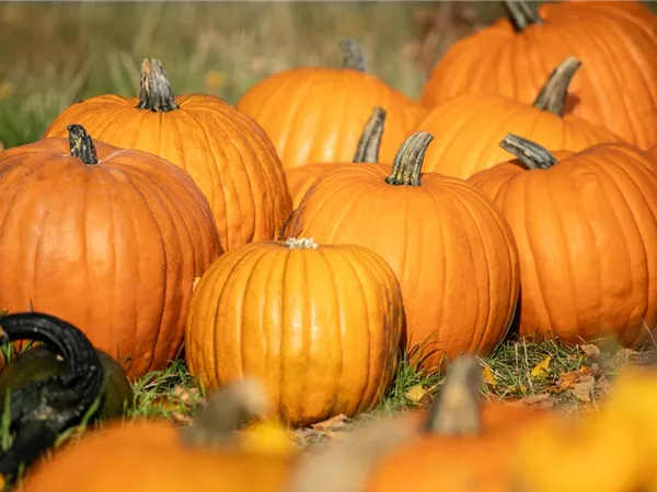 Der Herbst ist die beste Zeit für leckere und hübsche Kürbisse