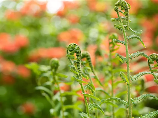 Der richtige Umgang mit giftigen Farnen im Garten