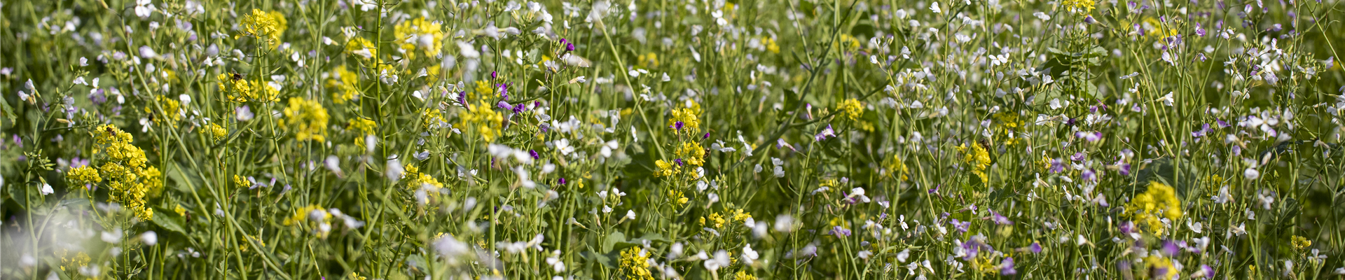 GS643127.jpg GS643127.jpg