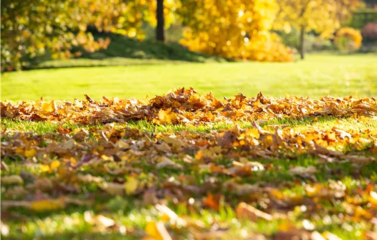 Herbst-Düngung für den Rasen – so bleibt er stark Herbst-Düngung für den Rasen – so bleibt er stark