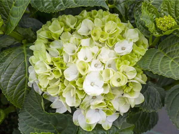 Ein bunter Garten dank der Hortensienvielfalt