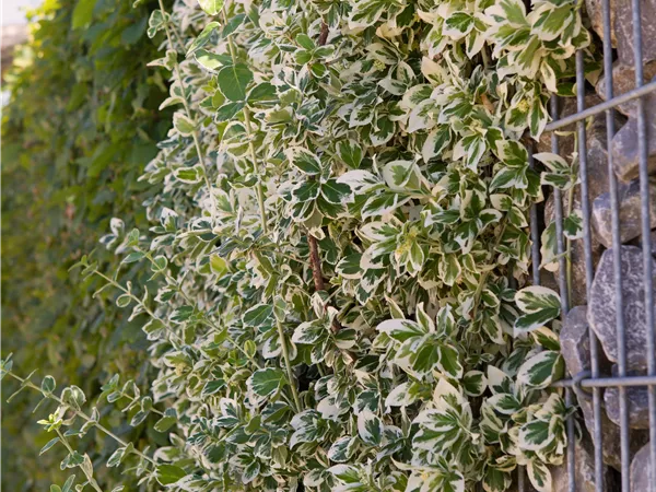 Euonymus fortunei 'Emerald Gaiety'