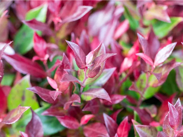 Leucothoe fontanesiana 'Little Flames'®