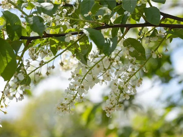 Einen stattlichen Kirschbaum im Garten anpflanzen und pflegen