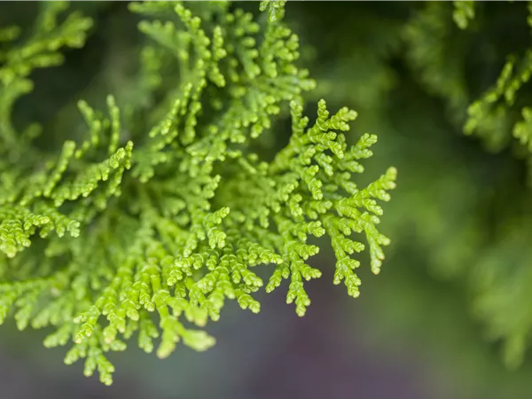 Chamaecyparis obtusa 'Nana Gracilis'