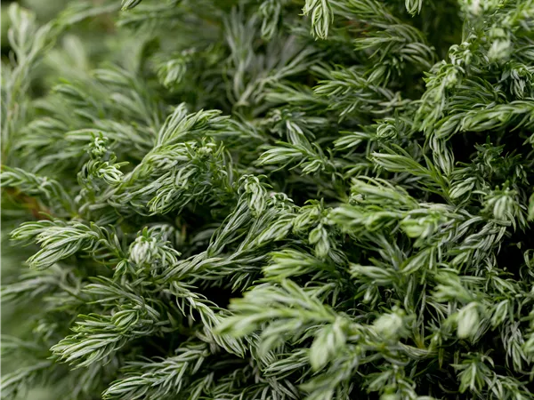 Chamaecyparis pis.'Boulevard'