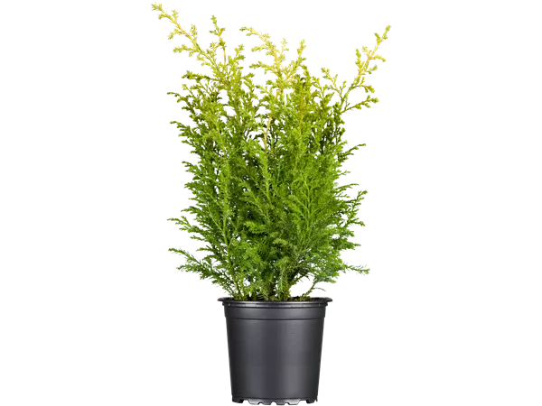 Chamaecyparis pis.'Plumosa Aurea'