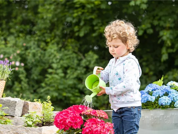 Für bunte Blütenpracht Hortensien pflegen und richtig düngen