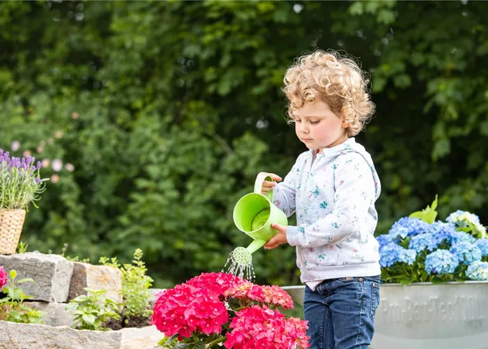 Für bunte Blütenpracht Hortensien pflegen und richtig düngen