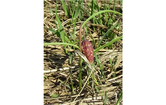 Fritillaria Meleagris