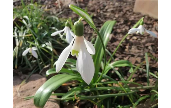Galanthus woronowii