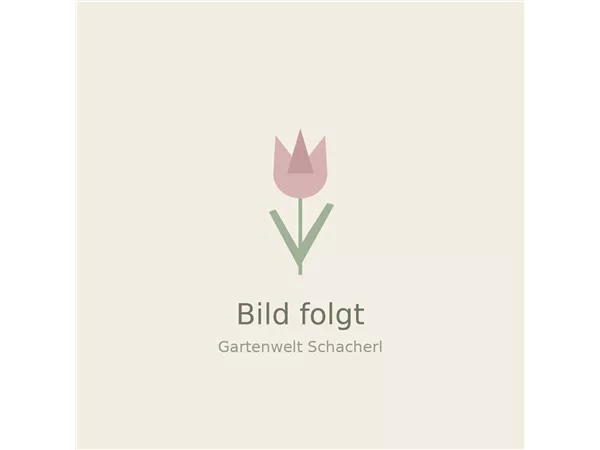 Winter-Steckzwiebel 'Rote Winter'