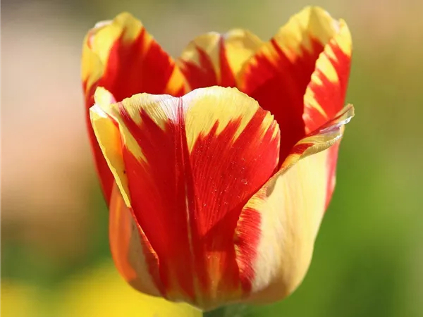 Tulpe 'Banja Luka'