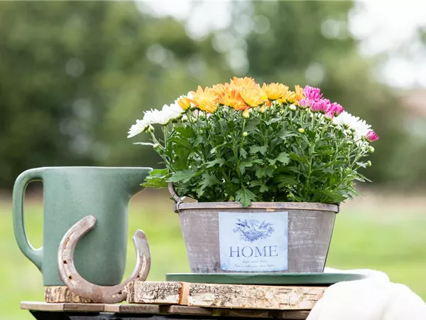 Gartengestaltung mit Pflanzgefäßen in verschiedenen Gärten