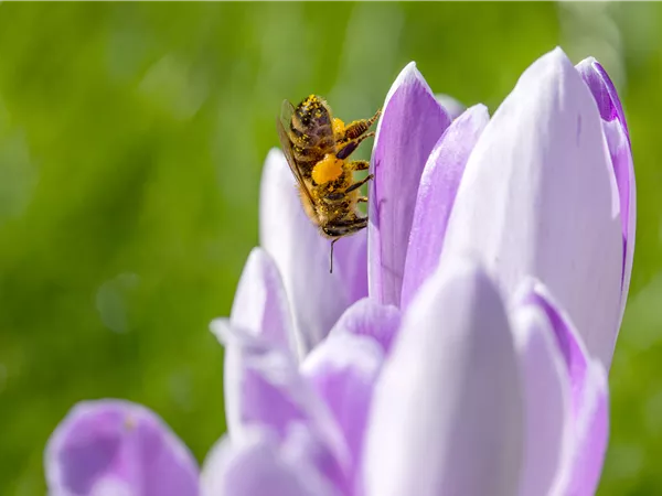 Krokusse im Vorfrühling