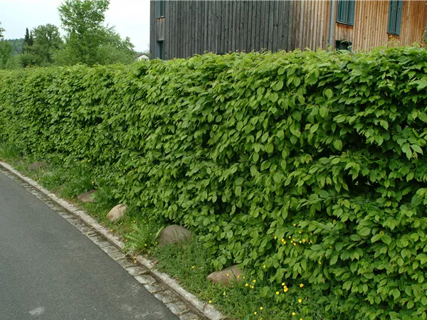 Hainbuche