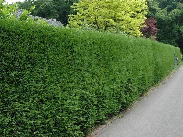 Lebensbaum 'Brabant'