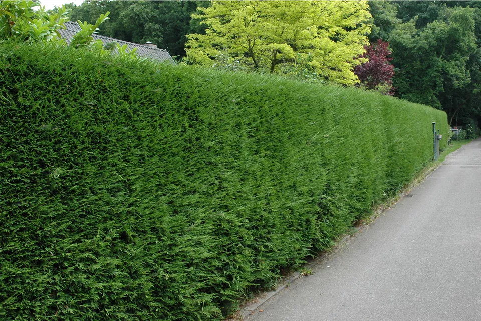 Dichte Thuja-Hecke als Sichtschutz