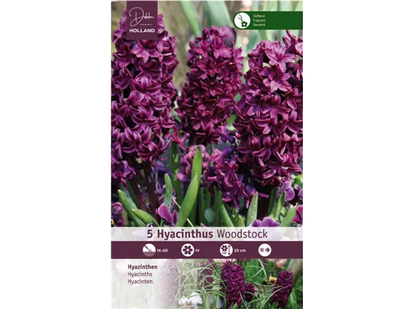 Hyazinthe 'Woodstock'