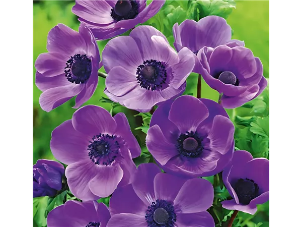 Kronen-Anemone 'Mr. Fokker'