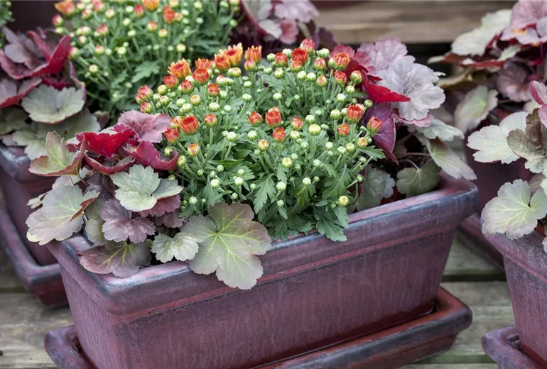 Chrysanthemum indicum