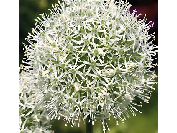 Zierlauch 'Mount Everest'