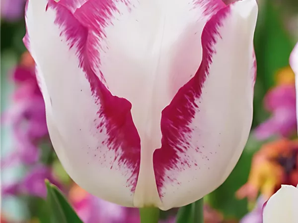 Tulpe 'Affaire'
