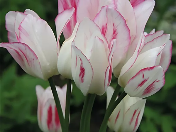 Tulpe 'Candy Club'