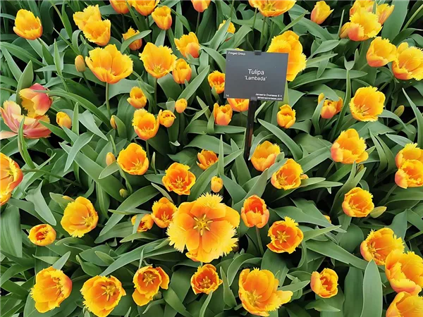 Tulpe 'Lambada'