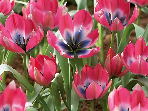 Tulpe 'Little Beauty'