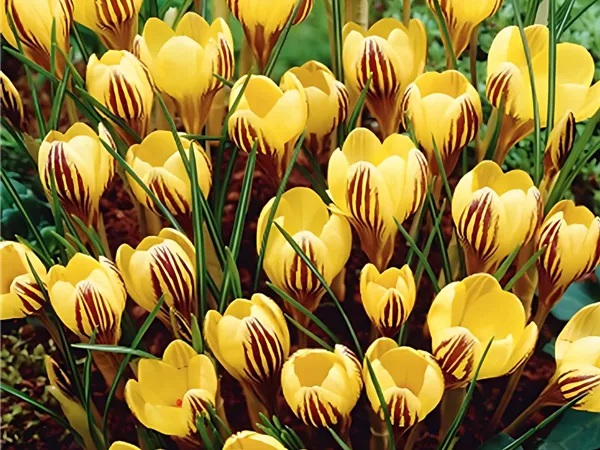 Krokus 'Fuscotinctus'
