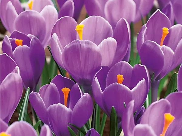 Krokus 'Grand Maître'