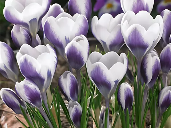 Krokus 'Prins Claus'