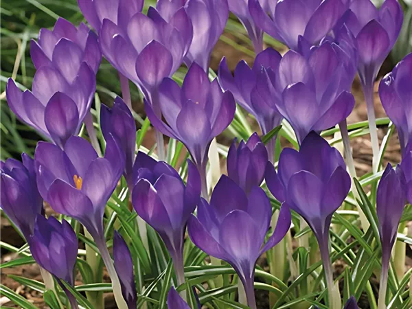 Elfenkrokus 'Ruby Giant'