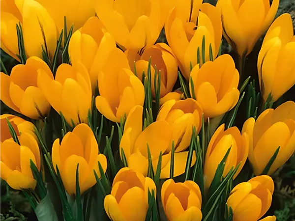 Krokus 'Yellow Mammoth'
