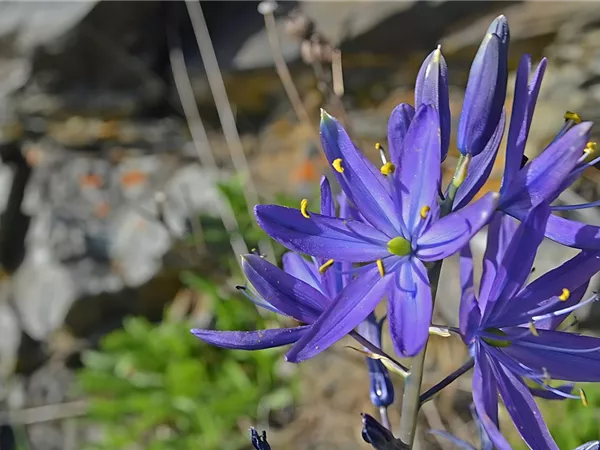 Prärielilie 'Caerulea'